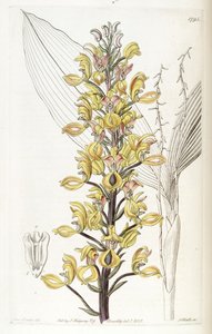 Govenia superba by Miss Drake
